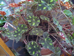 Begonia bowerae