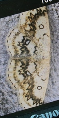 Cyclophora annularia