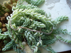 Sedum morganianum