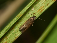 Leistomorpha brontoscopa