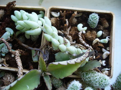 Sedum morganianum