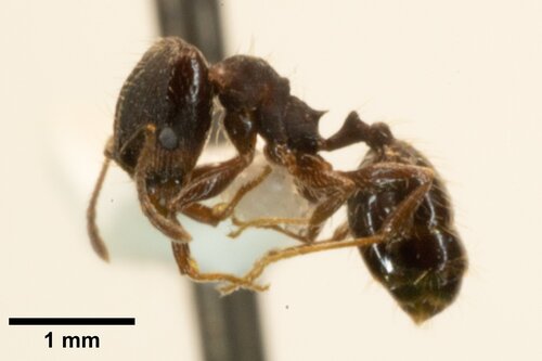 Pheidole calensPheidole calens