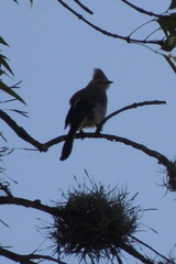 Ptiliogonys cinereus