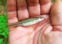 Notropis alborus