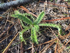 Cirsium repandum