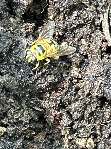 Unknown species found near Airport Rd, Emmett, ID, US