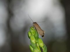 Leistomorpha brontoscopa