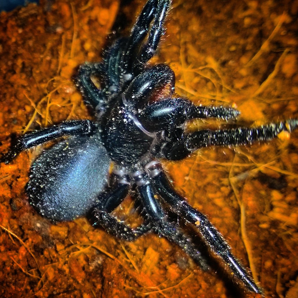 Port Macquarie Funnelweb