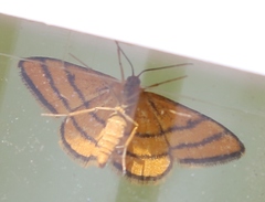 Idaea aureolaria