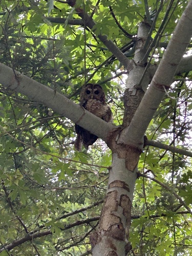 View observation of {o.common_name} on iNaturalist