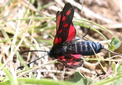 Zygaena filipendulae