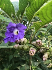 Strobilanthes callosa