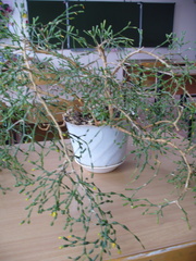 Hatiora salicornoides