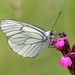 Black-veined White - Photo (c) Luca Boscain, some rights reserved (CC BY-NC), uploaded by Luca Boscain