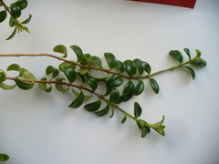 Nematanthus strigillosus