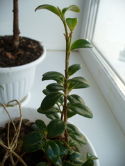 Nematanthus strigillosus