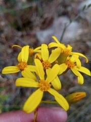 Senecio canaliculatus image