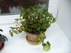 Peperomia glabella