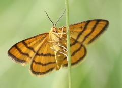 Idaea aureolaria
