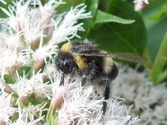 Bombus