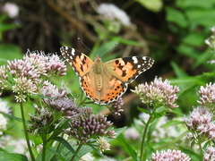 Vanessa cardui