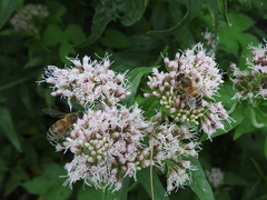 Apis mellifera