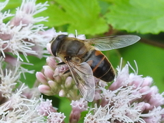 Eristalis tenax