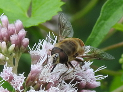 Eristalis tenax