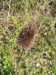 Dipsacus fullonum