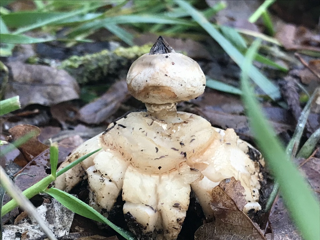 Geastrum tenuipes · July 2025 · photo: © fuligogirl (iNaturalist, cc-by)