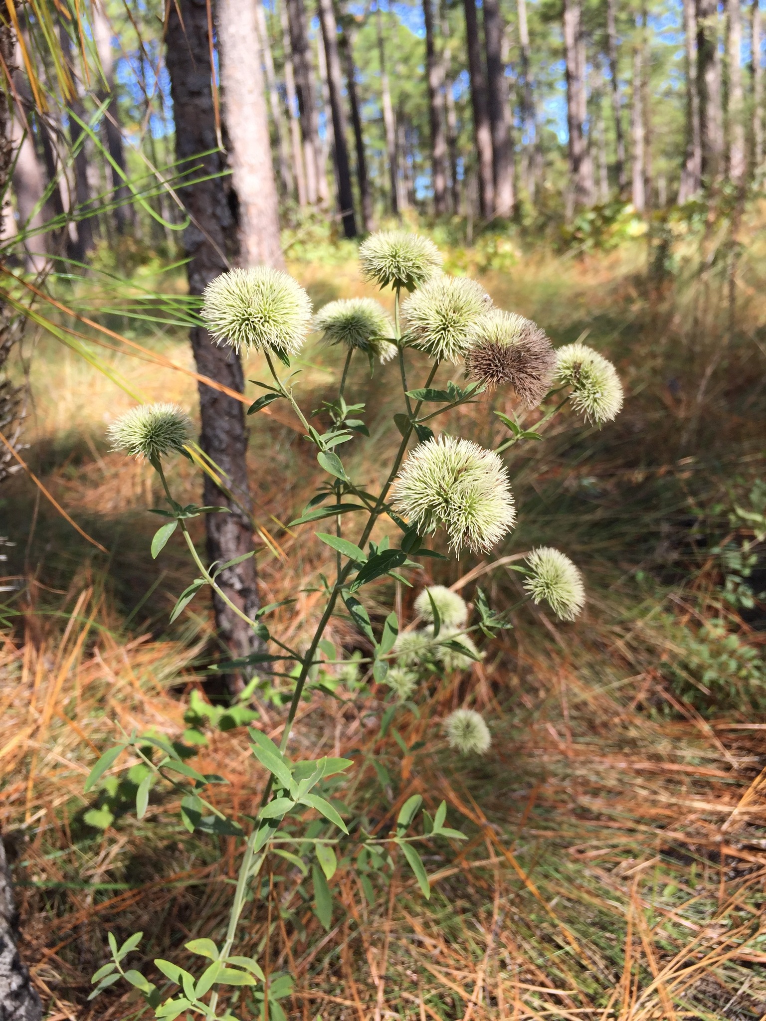 Pycnanthemum flexuosum
