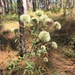 Pycnanthemum flexuosum - Photo 由 Ann Walter-Fromson 所上傳的 (c) Ann Walter-Fromson，保留部份權利CC BY-NC