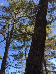 Quercus incana