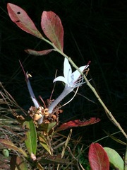 Rhododendron viscosum