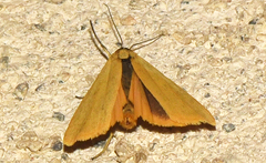 Eilema lutarella