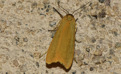 Eilema lutarella