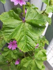 Malva sylvestris