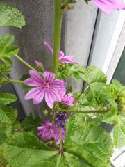 Malva sylvestris