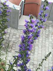 Echium vulgare