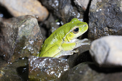 Ranoidea barringtonensis