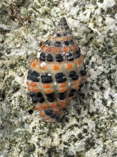 Engina alveolata observed 2025-07-12