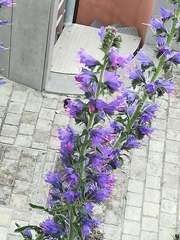 Echium vulgare