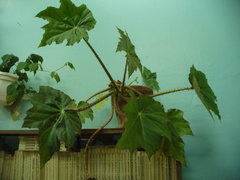 Begonia manicata