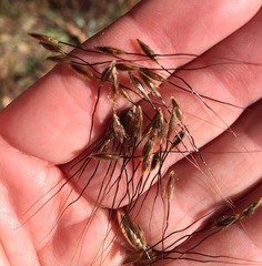 Sorghastrum elliottii