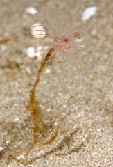 Lobataria newtoni