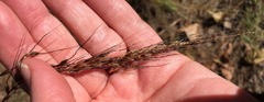 Sorghastrum elliottii