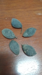 Dialium cochinchinense