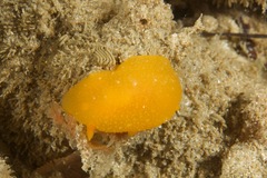 Doriopsilla aurea