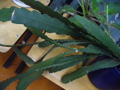 Disocactus ackermannii