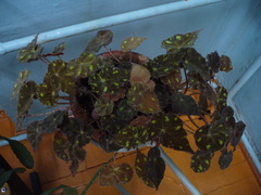 Begonia bowerae